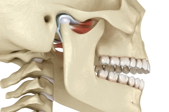 Side view of animated skull and jawbone