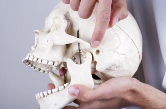 Person pointing to the jaw joint on a skull